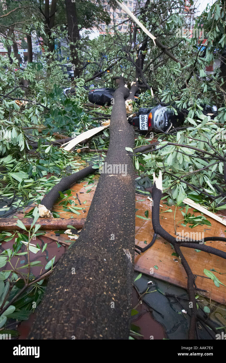 Tree Blown Over By Typhoon Stock Photo Alamy