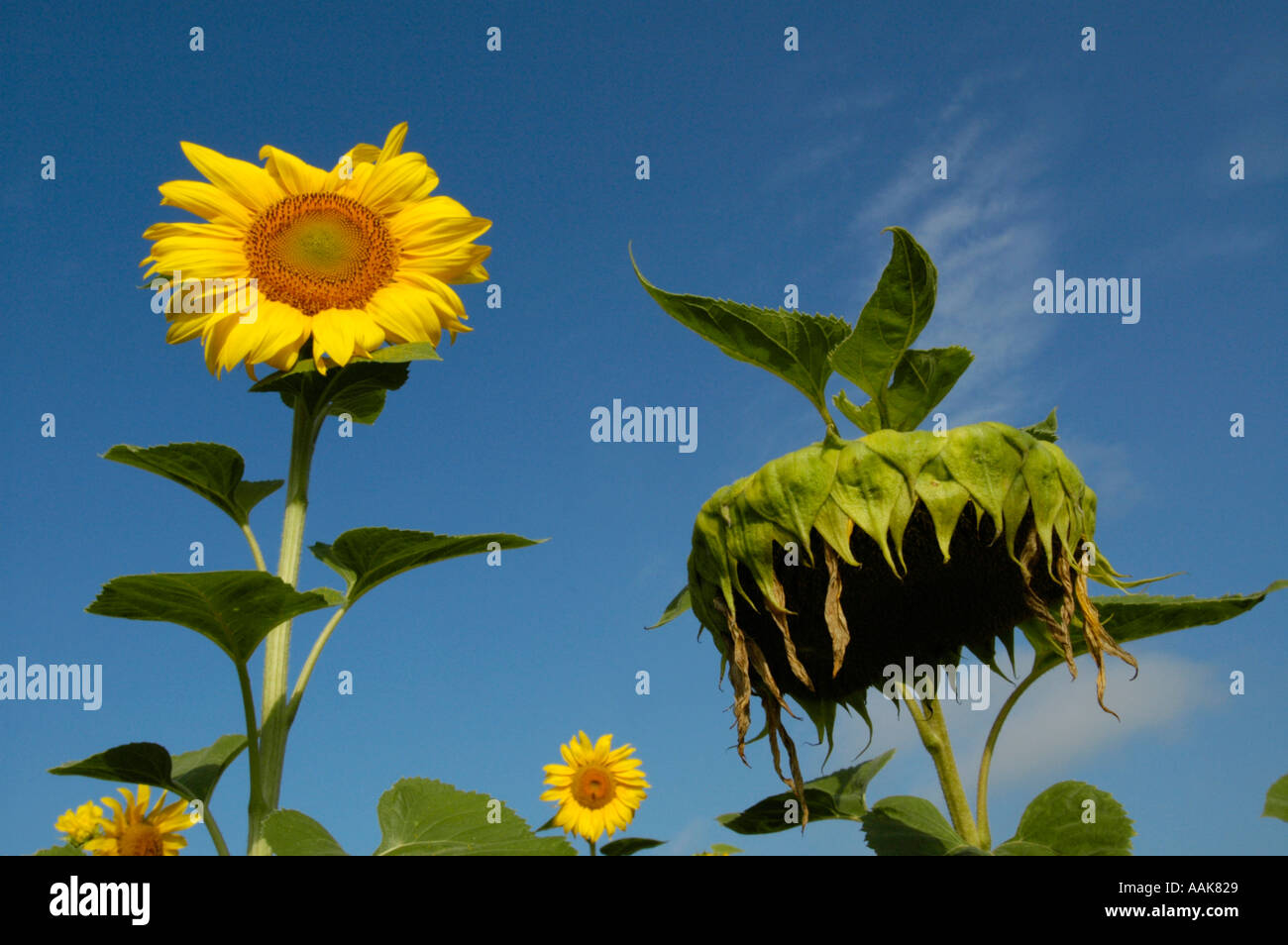 sun flower field in warm morning light Stock Photo