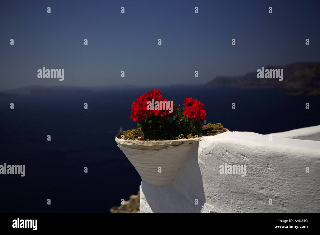 Bright red geranium against blue Santorini Greece Stock Photo
