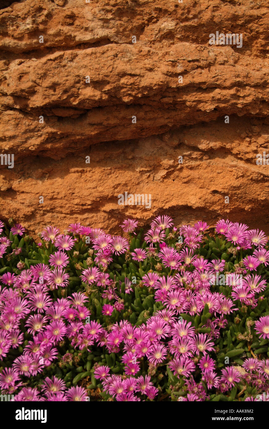 Sandstone rock pink hi-res stock photography and images - Alamy