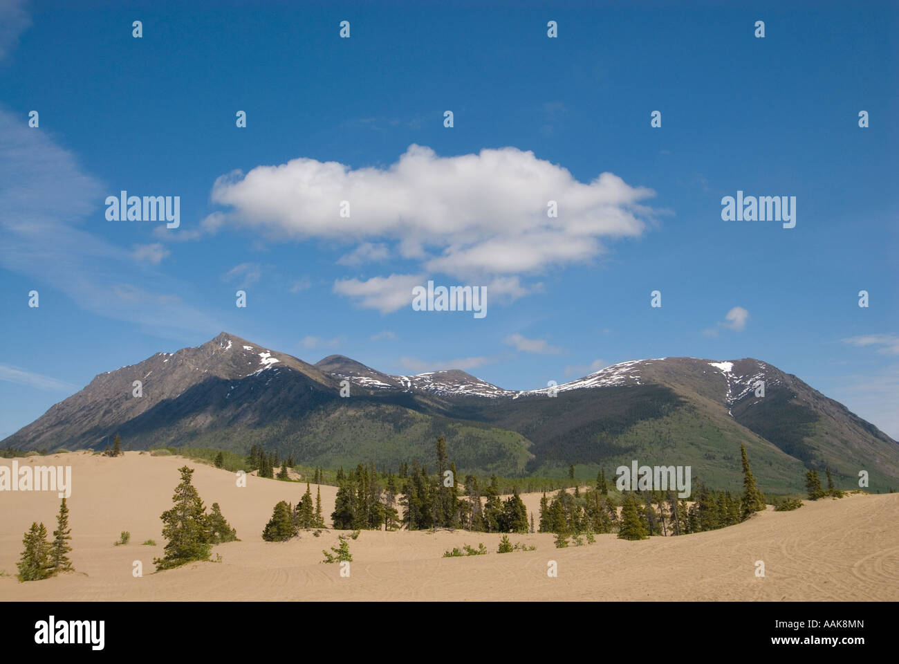 The smallest desert in the world the Carcross Desert in the southern Yukon Stock Photo