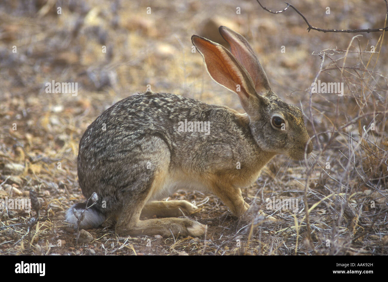 African Cape Hare sitting in the open Samburu National Reserve Kenya East Africa Stock Photo