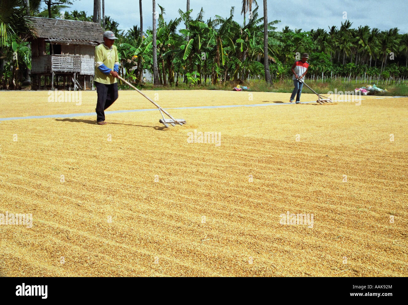 Plilippines Rice Rake Men Raking Rice On Mindoro Island Stock Photo - Alamy