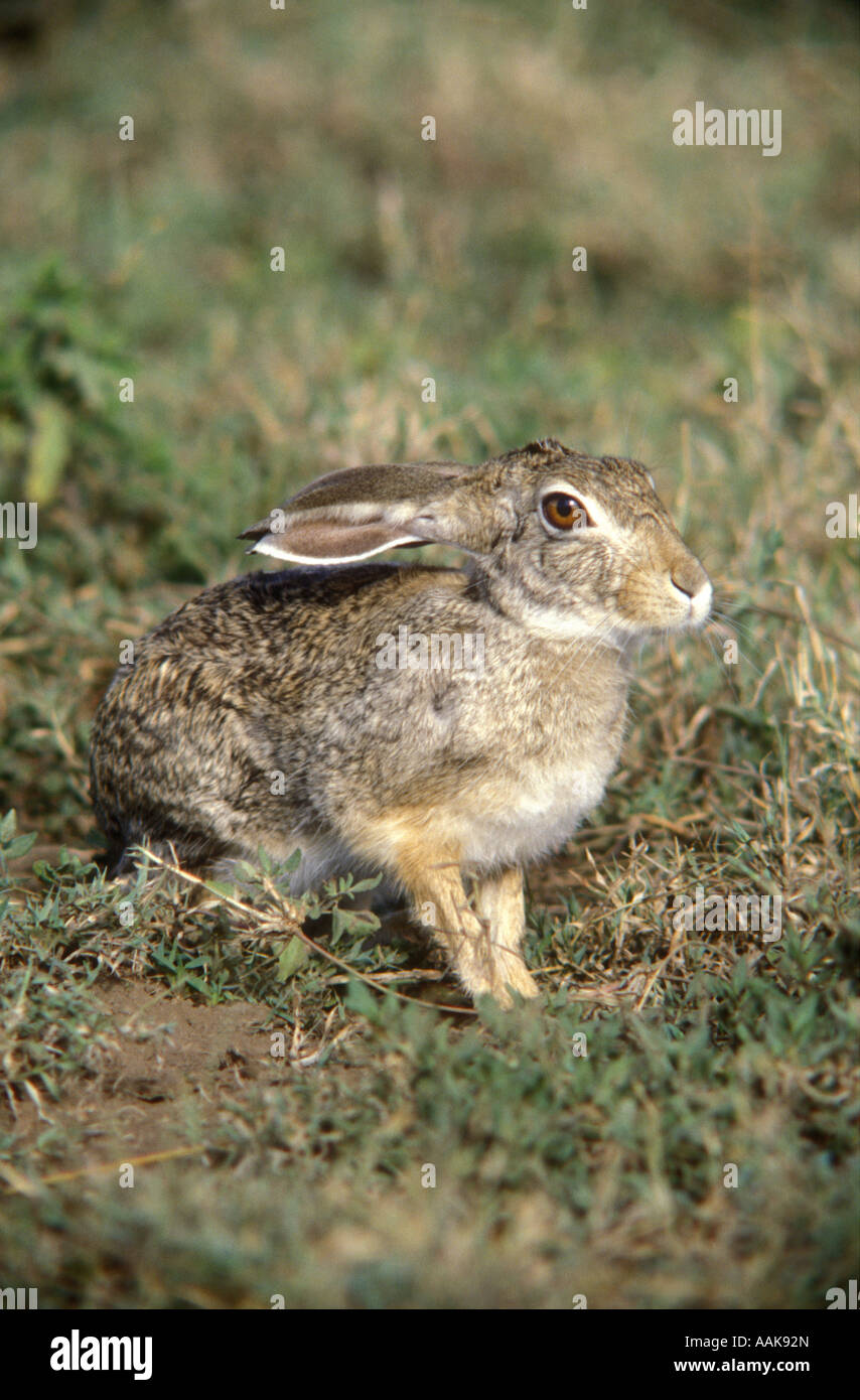 African Cape Hare sitting in the open Serengeti National Park Tanzania East Africa Stock Photo
