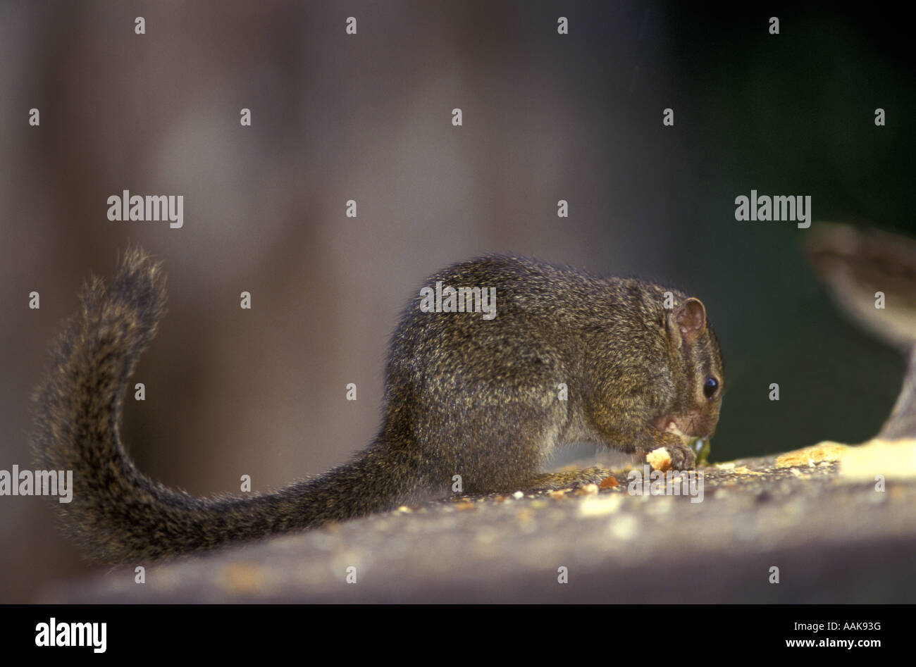 Bush Squirrel at the bird table of the Ark Aberdares National Park Kenya East Africa Stock Photo