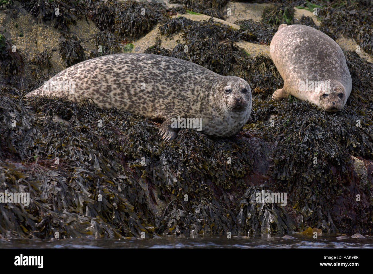 Common seals Phoca vitulina hauled out on rocky islet Isle of Skye Scotland June 2007 Stock Photo