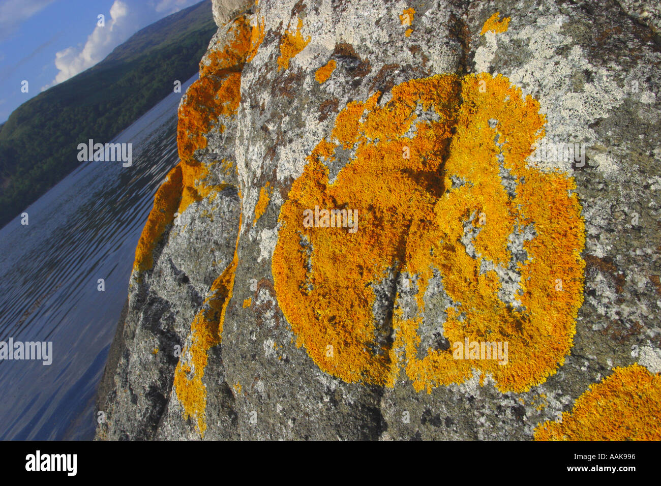Yellow orange lichen growing on the side of a rock on the shore of Loch Sunart Scotland Stock Photo