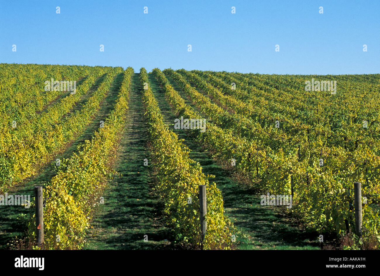 Rows of Pinot Noir grape vines at Flynn Vineyards Willamette Valley Oregon Stock Photo
