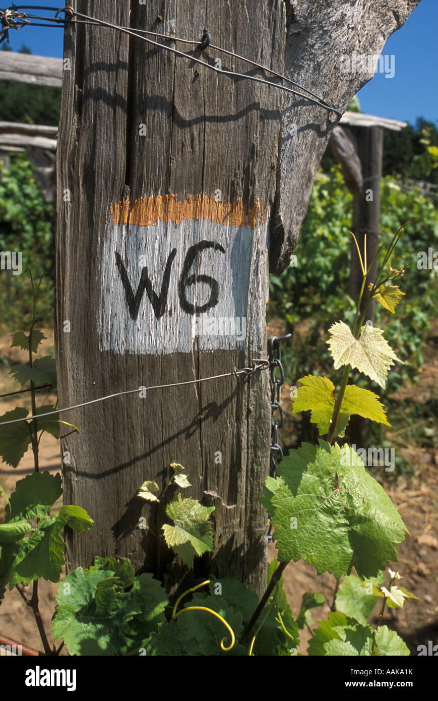 Vineyard row marker wooden post Lopez Island Vineyards San Juan Islands Washington Stock Photo