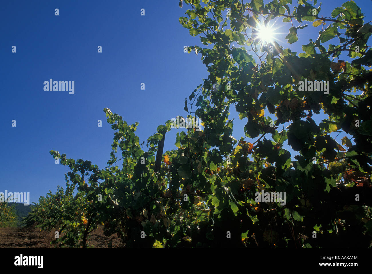 Sun and vines Girardet Wines vineyards Umpqua Valley Oregon Stock Photo
