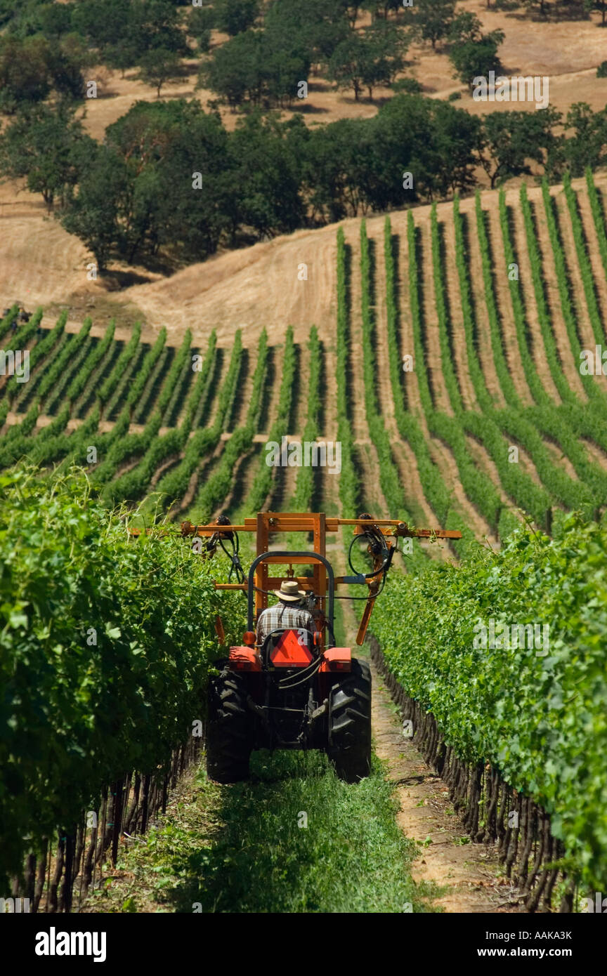 Del Rio Vineyards worker on tractor trimming wine grape vines Rogue Valley Gold Hill Oregon Stock Photo