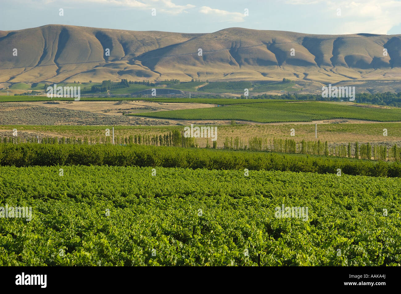 Vineyards and orchards in Yakima Valley Washington looking from Red Mountain to Horse Heaven Hills Stock Photo