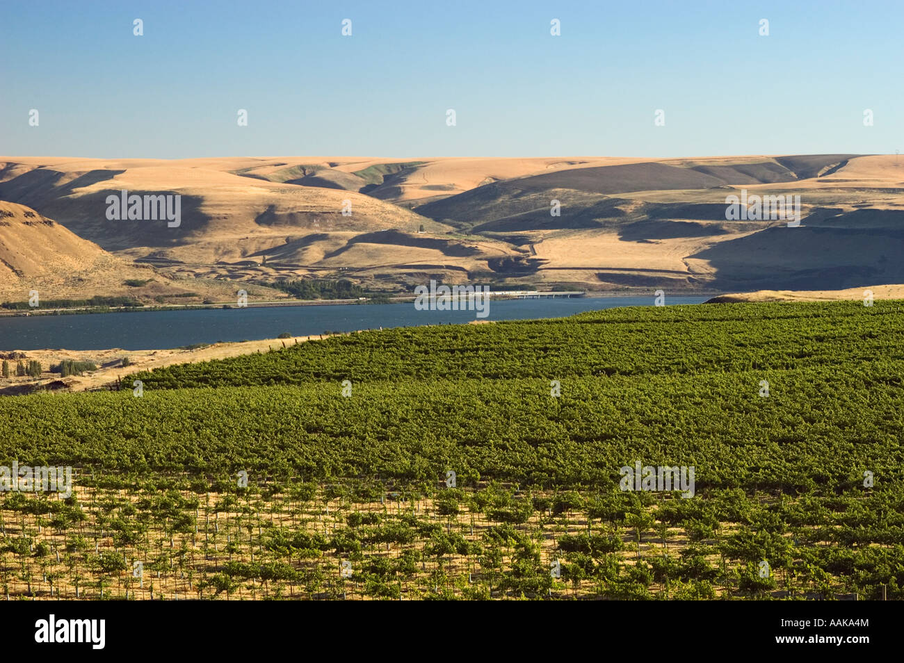 Wine grapes growing at Maryhill Vineyards in the Columbia River Gorge Washington Stock Photo