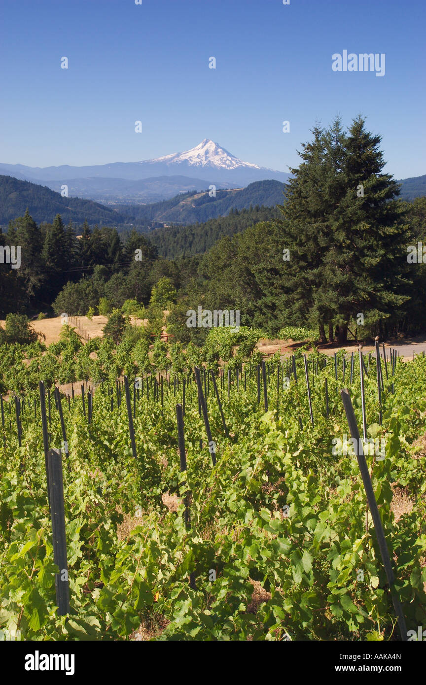 Vineyards and Mount Hood view from Wind River Cellars above the Columbia River Gorge at Husum Washington Stock Photo