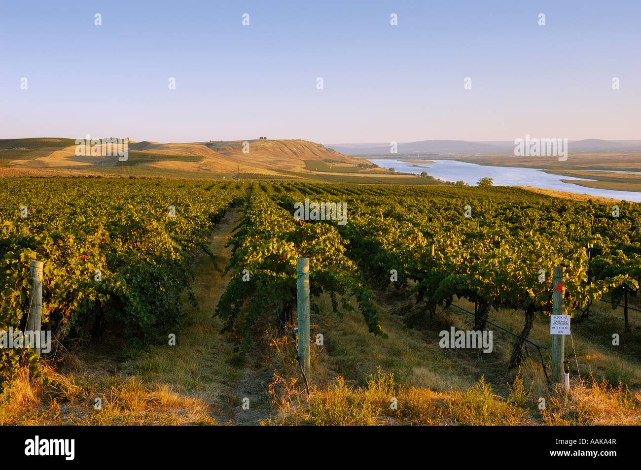 Rows of wine grapes at Sagemoor Vineyards along Columbia River Columbia Valley Washington Stock Photo