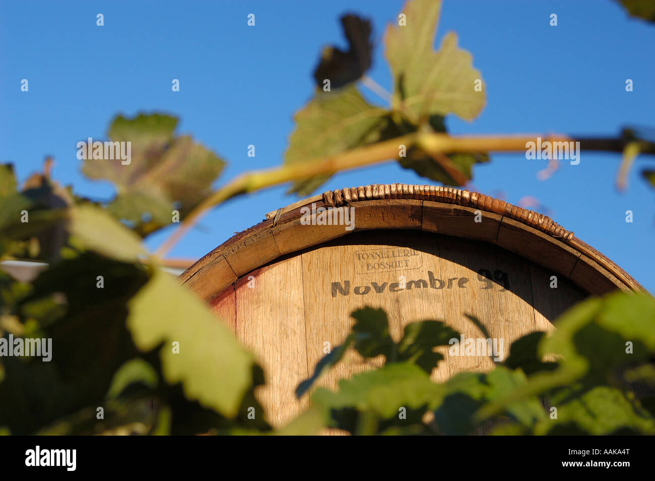 Oak wine barrel among grape vines in vinyard at Marshals Winery