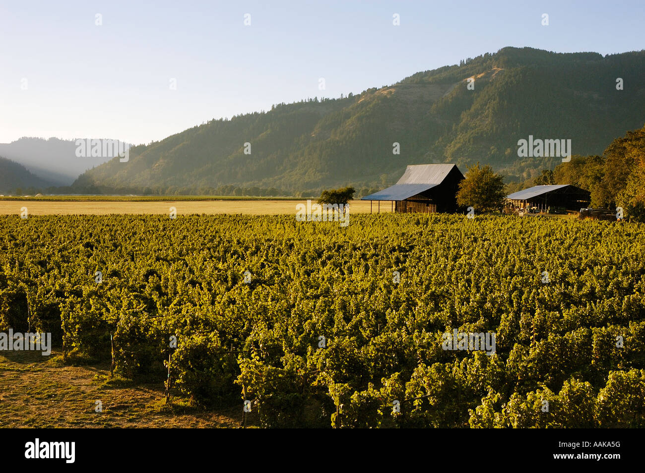 Henry Estate Winery vineyards Umpqua Valley Oregon Stock Photo