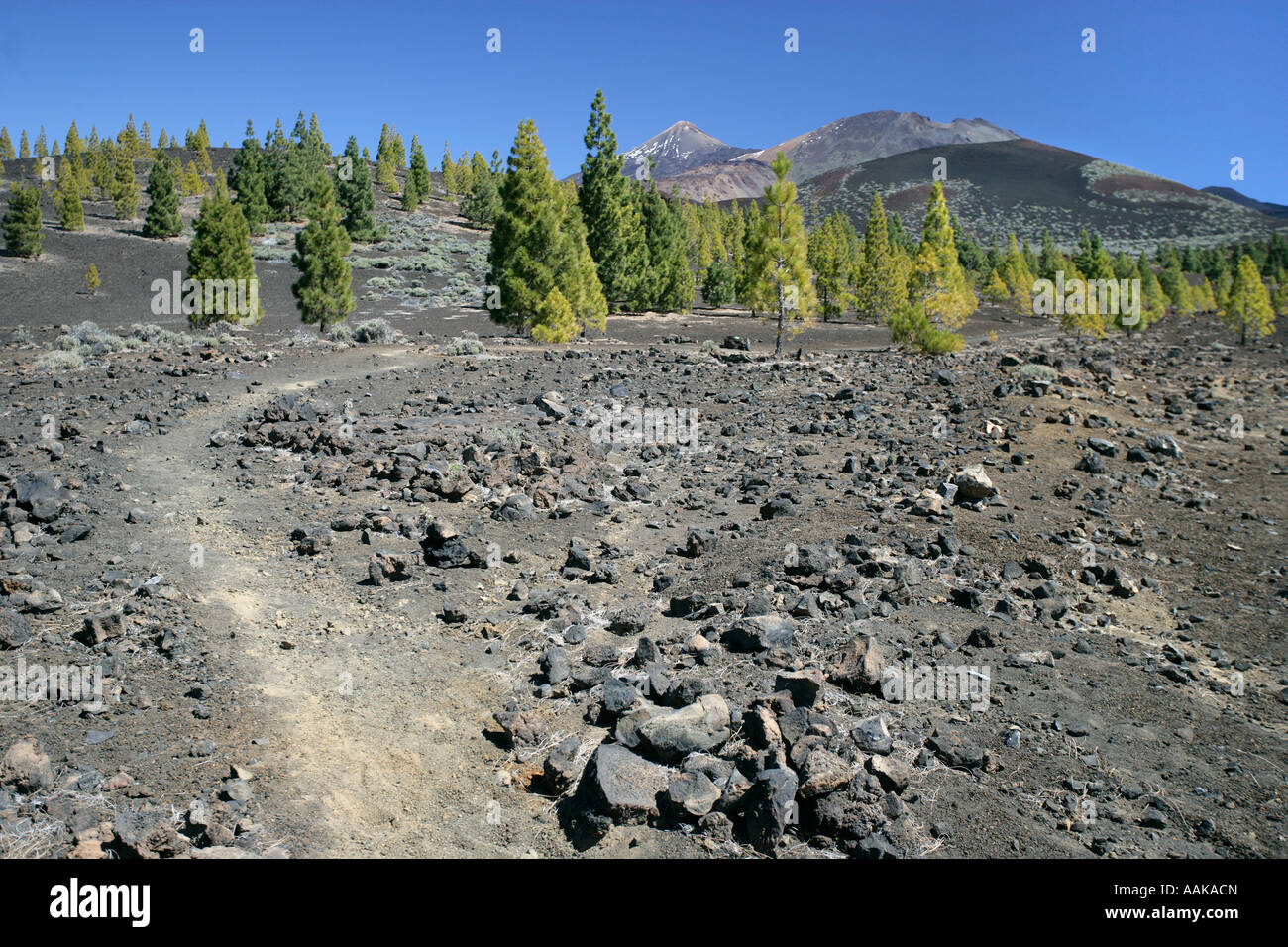 Chio Tenerife High Resolution Stock Photography And Images Alamy