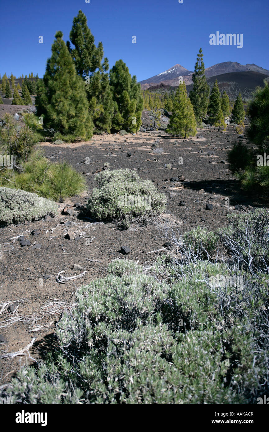 Chio Tenerife High Resolution Stock Photography And Images Alamy
