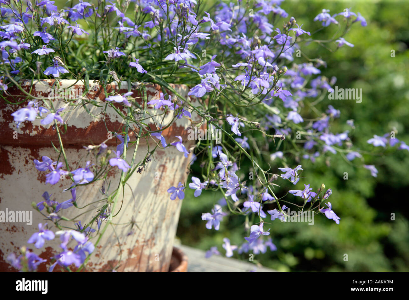 Sky Blue laguna Flowers in an antiqued terra cotta pot Stock Photo