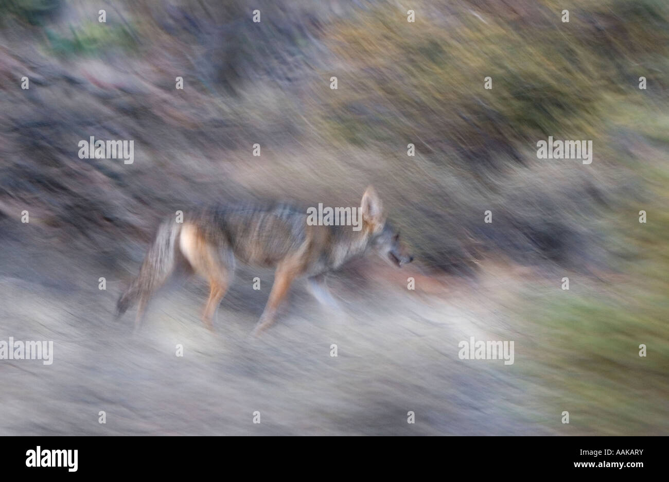 Coyote running in Saguaro National Park in Arizona USA Stock Photo