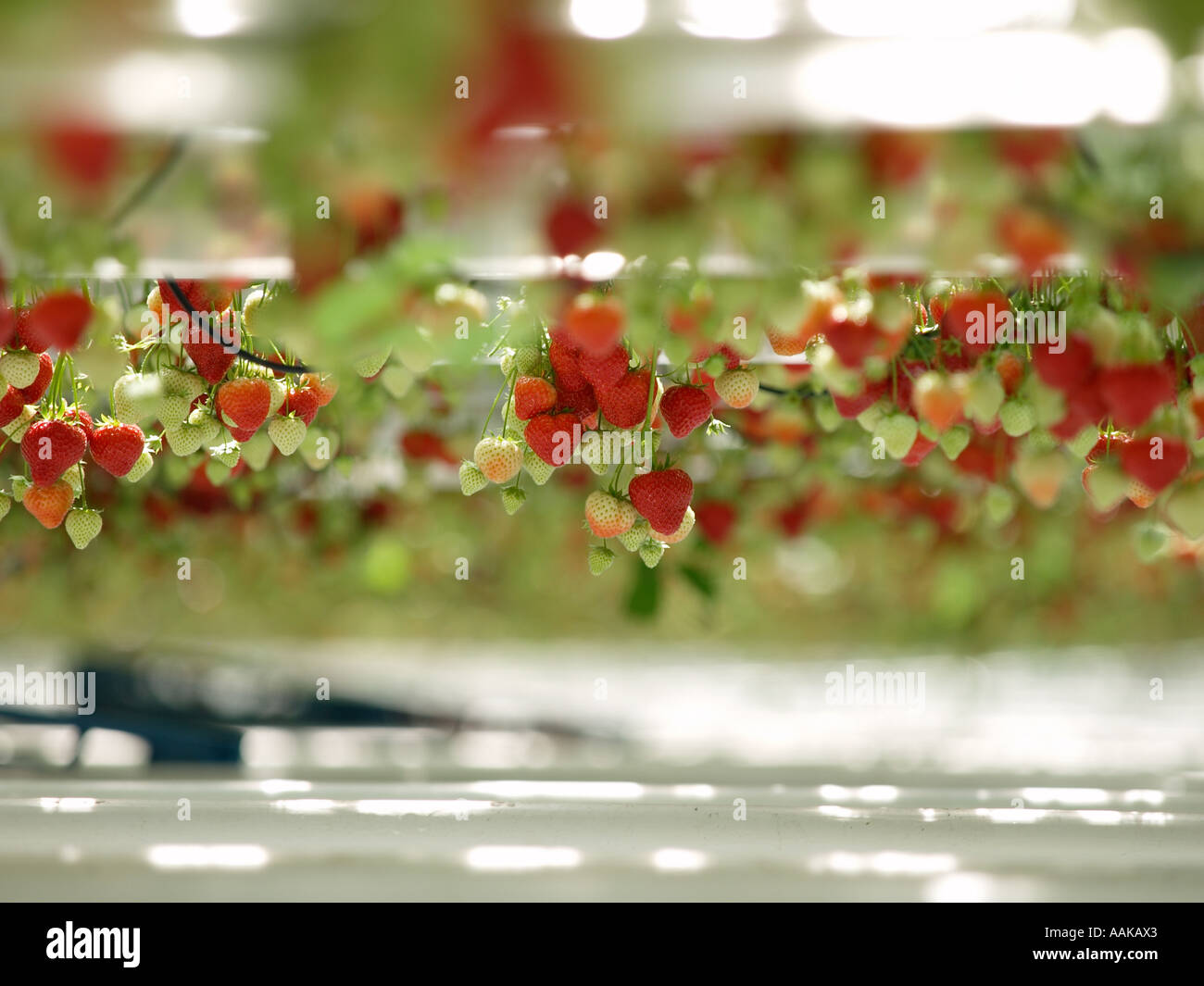 Growing strawberries on an industrial scale in large greenhouse with