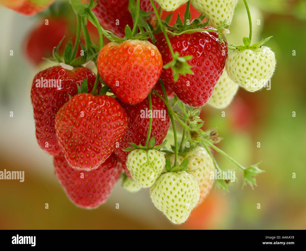 Unripe strawberry hi-res stock photography and images - Alamy