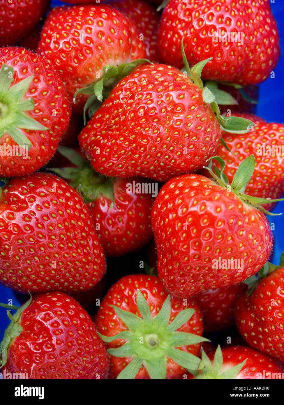 Dutch strawberries hi-res stock photography and images - Alamy