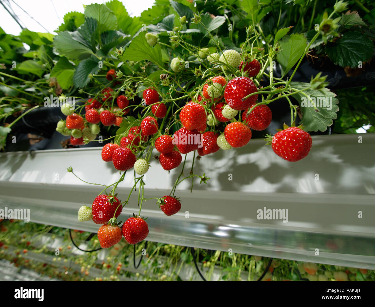 Beautiful strawberries growing in suspended trays in a large greenhouse