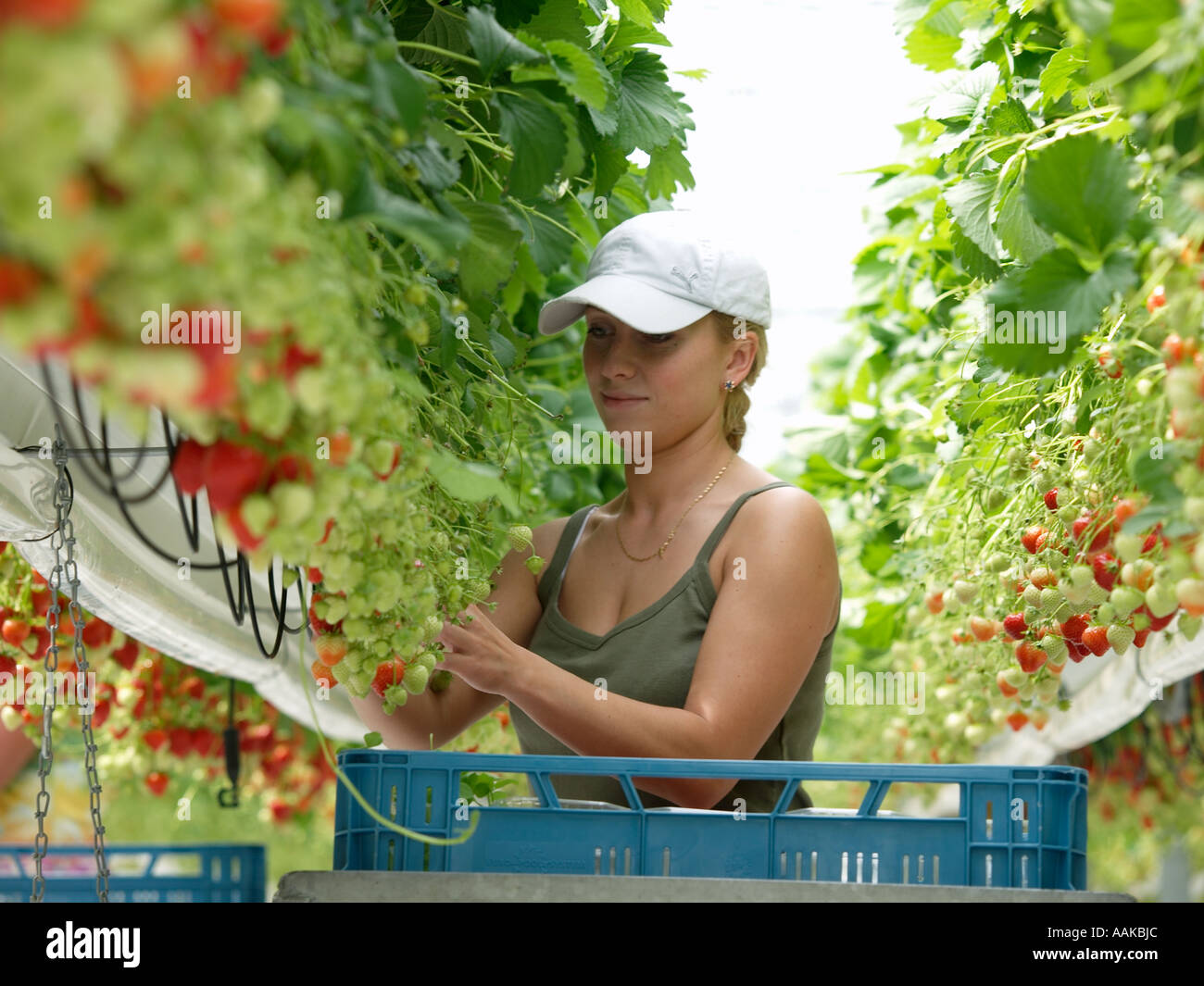 Pretty young woman hand picking strawberries in a large greenhouse ...