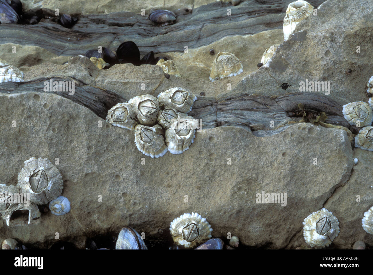 barnacles on a beach rock Stock Photo - Alamy