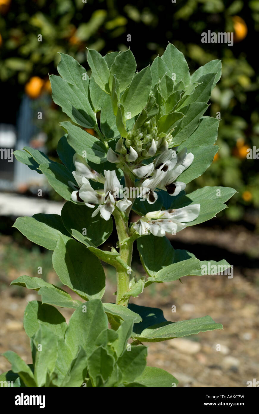 Broad Bean Plant in Blooom Vicia Faba Stock Photo Alamy