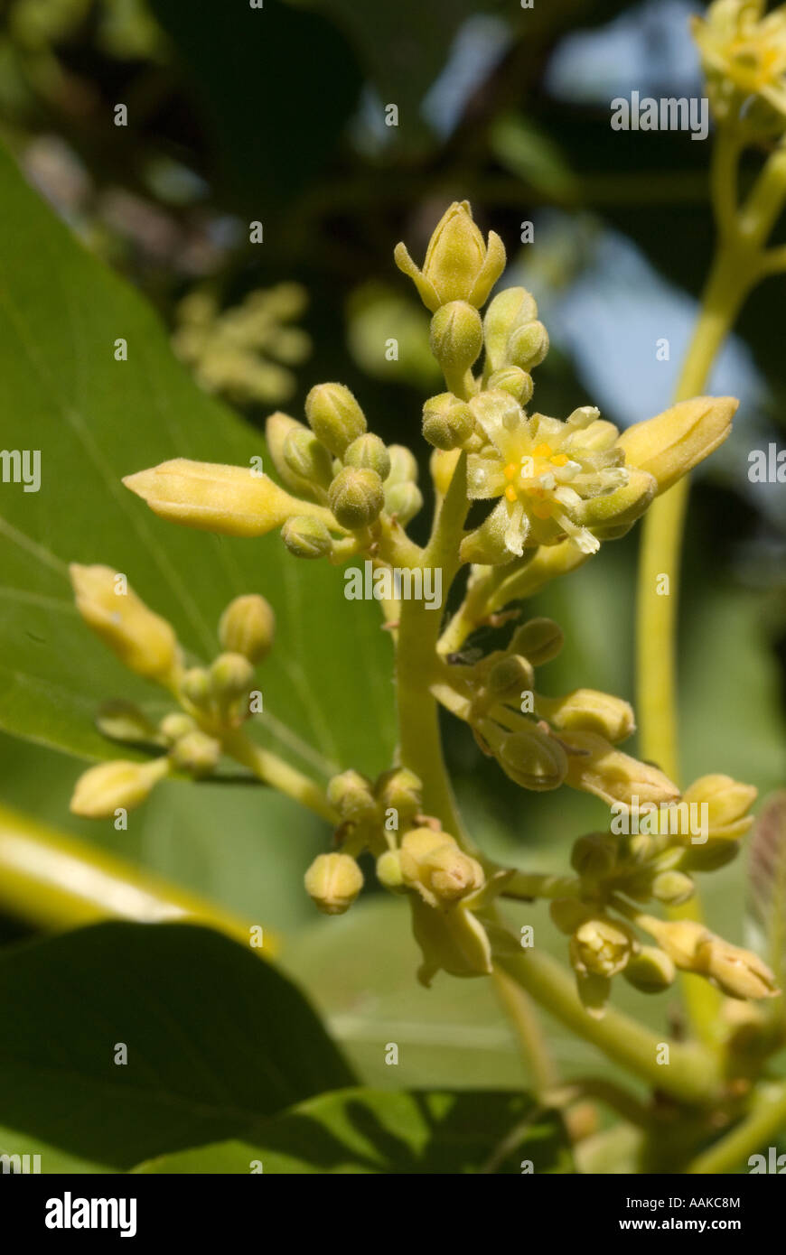 Avocado Tree Blossom Stock Photo Alamy