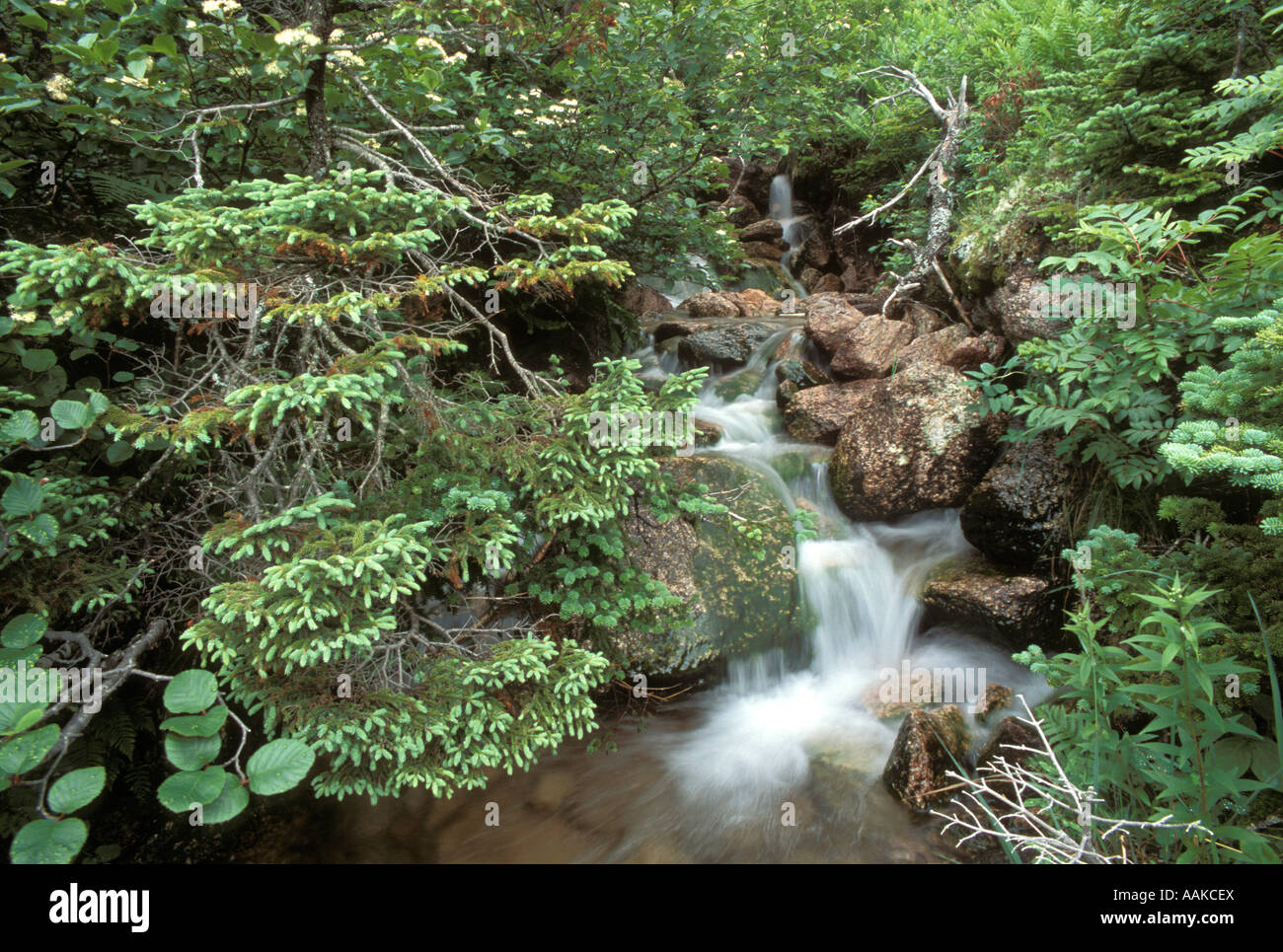 A pristine forest stream runs through one of the many remote fjords on the southern coast of Newfoundland Canada Stock Photo