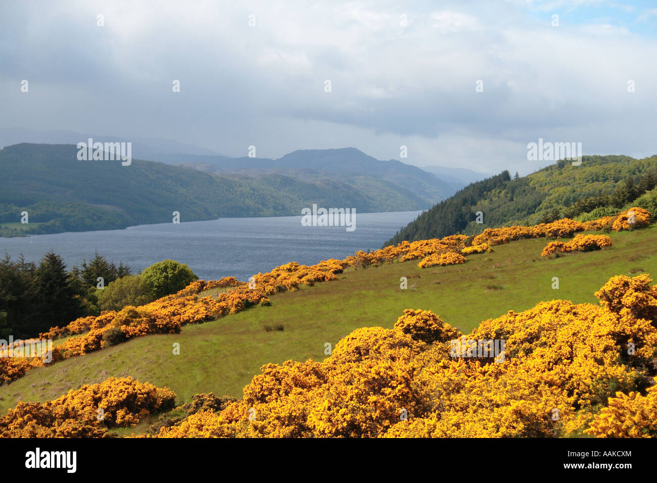Loch Ness in the Highlands of Scotland with Gorse in flower Stock Photo