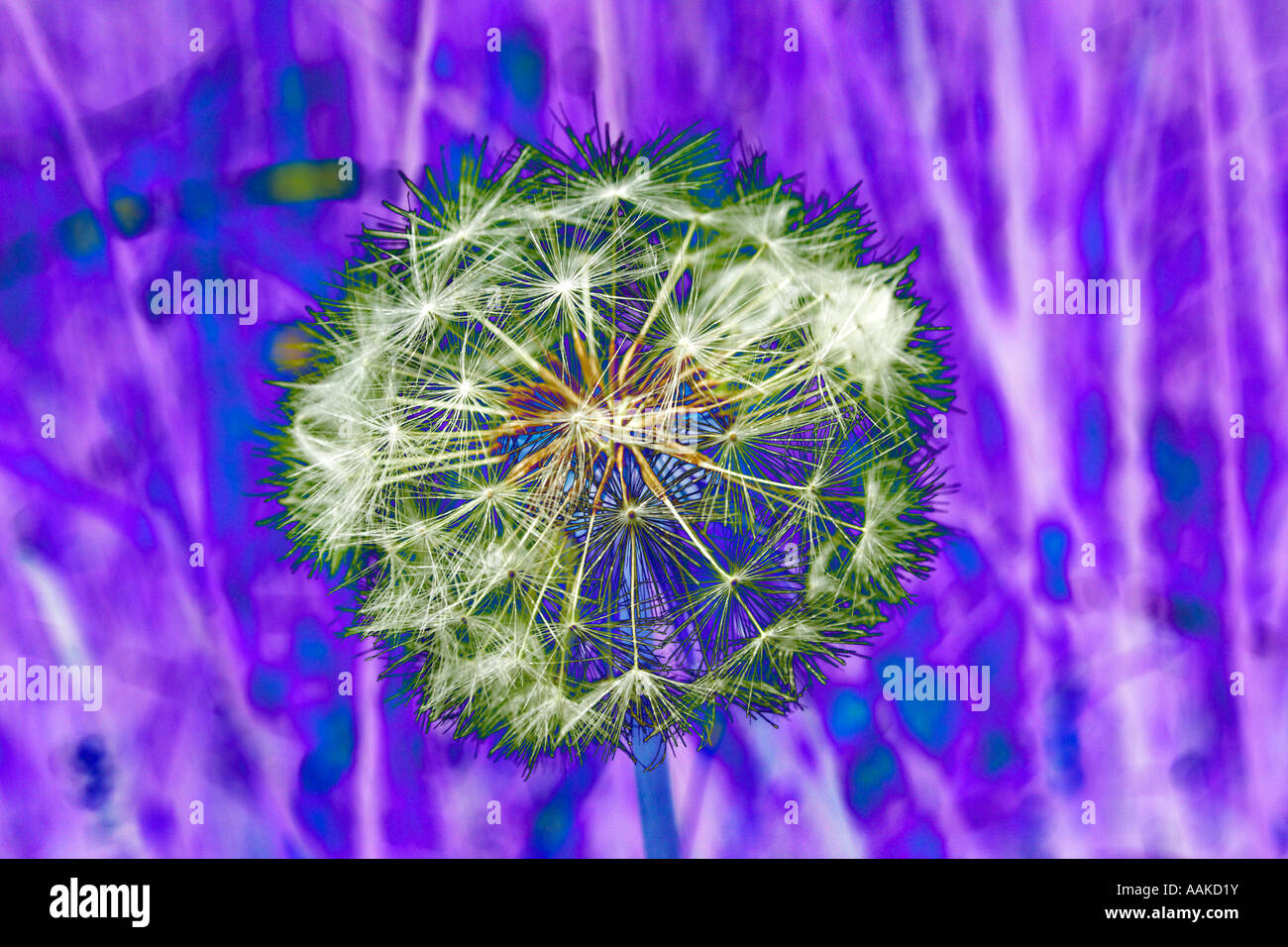 Solarized dandelion seedhead for graphic effect Taraxacum officinale Stock Photo