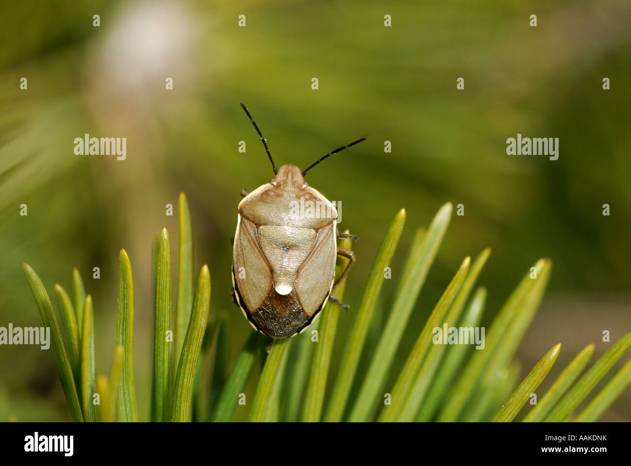 The shield bug Chlorochroa pinicola Stock Photo