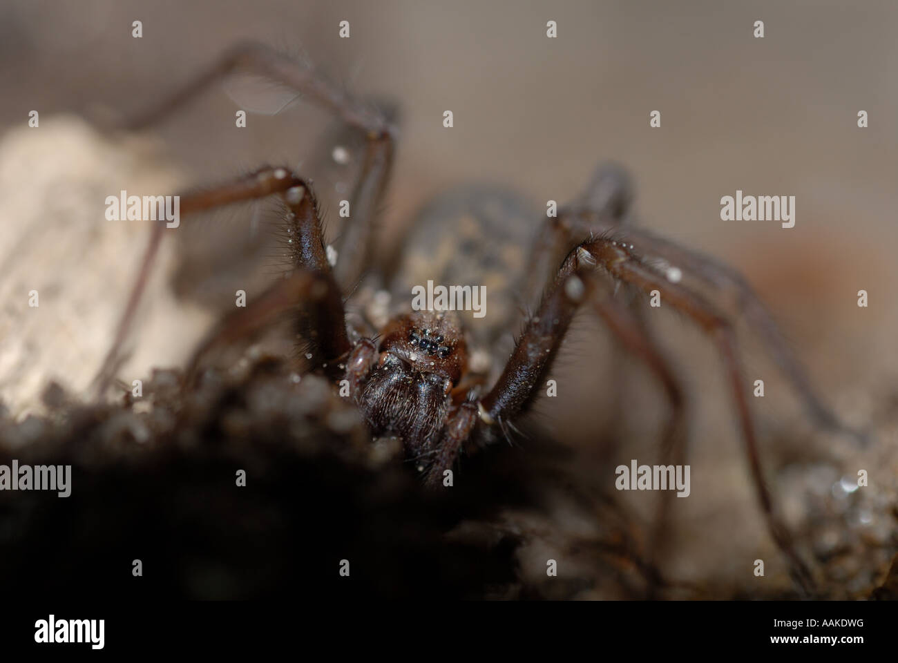 Common House Spider (Tegenaria atrica) Stock Photo