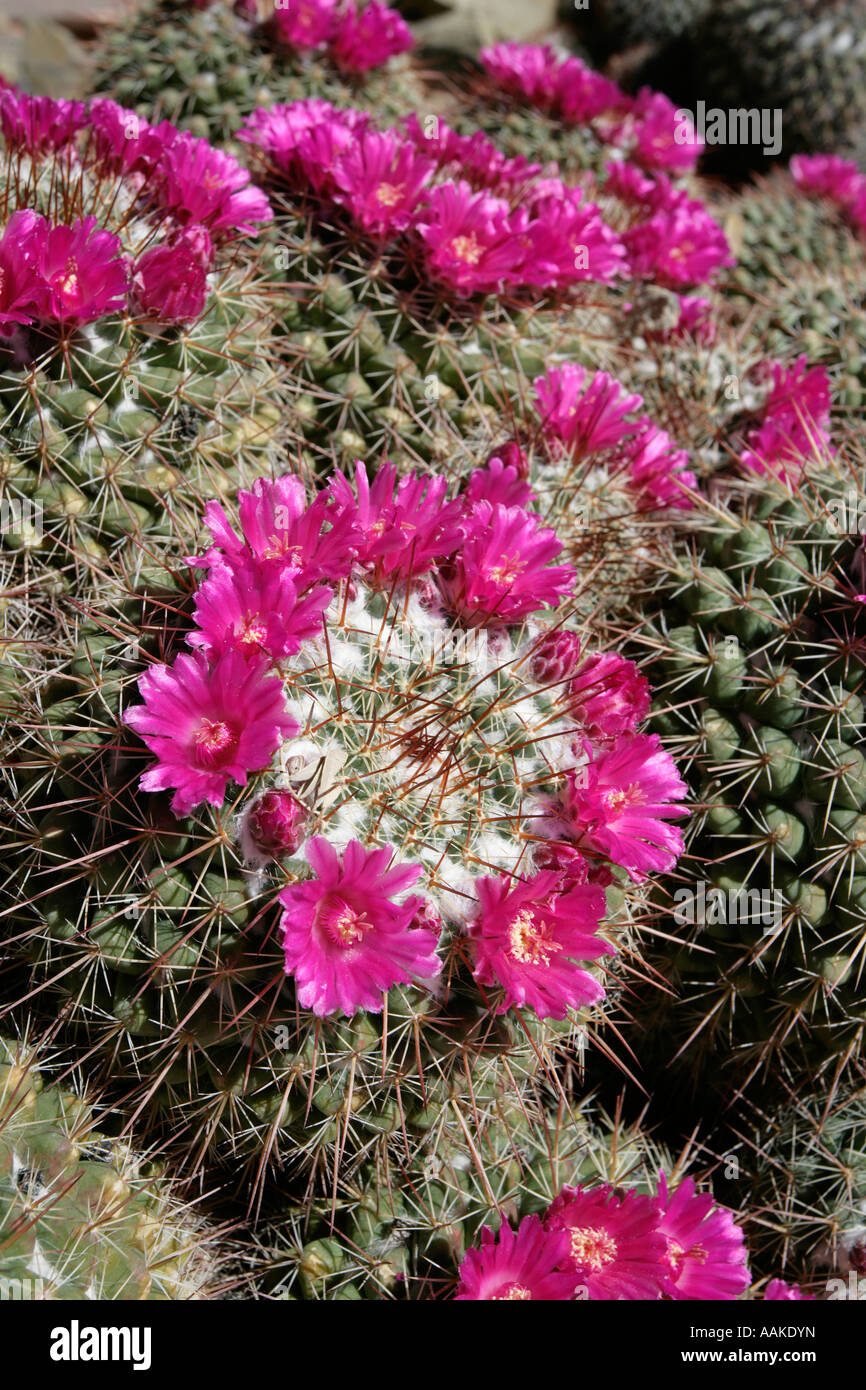 Mammillaria standleyi Standley s Pincushion Cactus Stock Photo