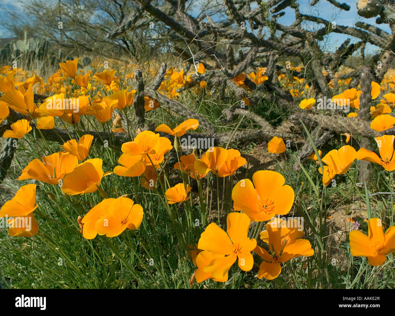 mexican poppy vs california poppy