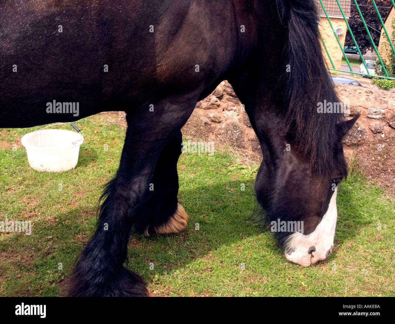 Shire Horse grazing on short grass, Grand Western Canal, Tiverton
