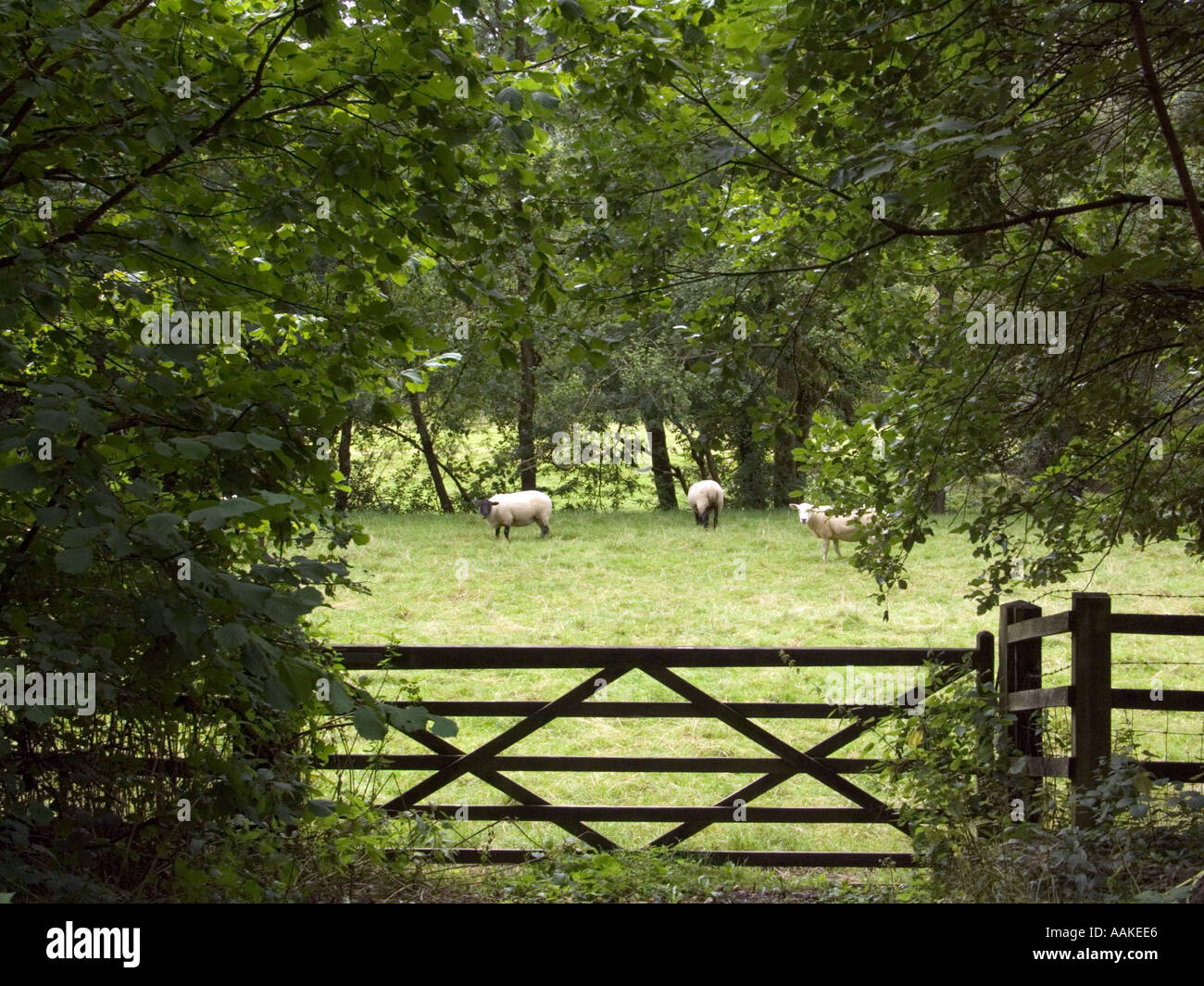 Rural scene with sheep, farm gate and trees near Bampton Exmoor Devon