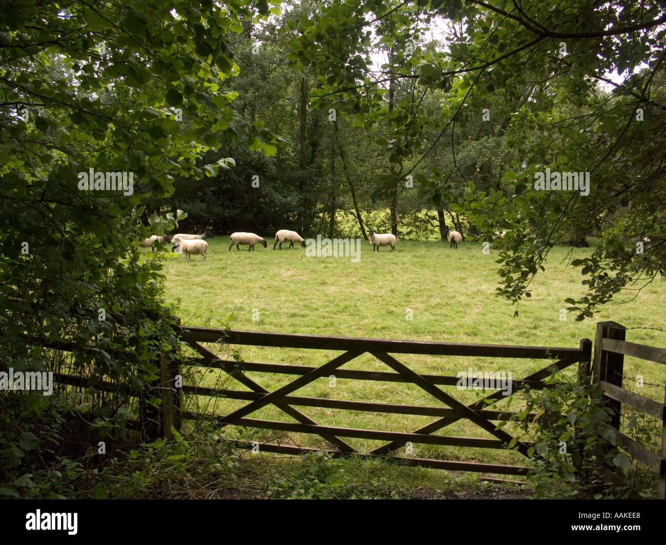 Rural scene with sheep, farm gate and trees near Bampton Exmoor Devon