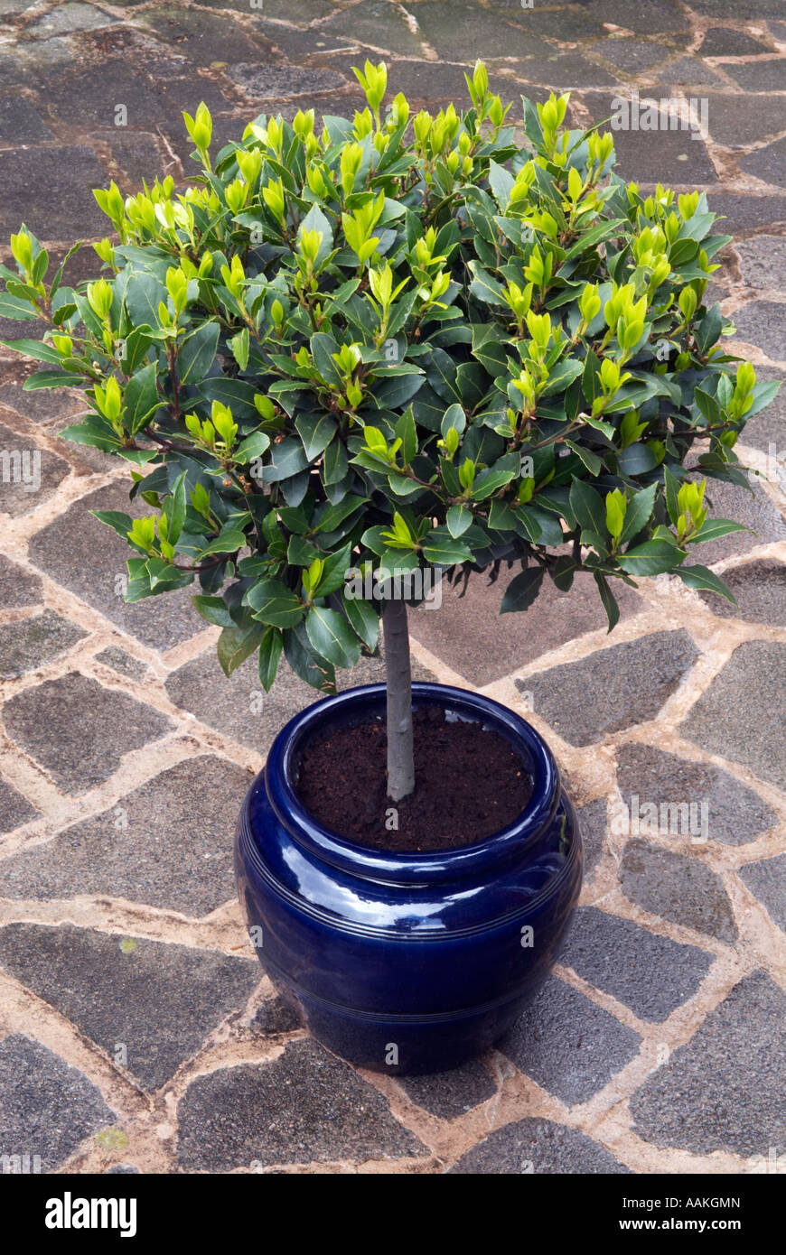 Bushy Standard "Bay Tree" in a large round blue glazed pot on "crazy paving Stock Photo Alamy