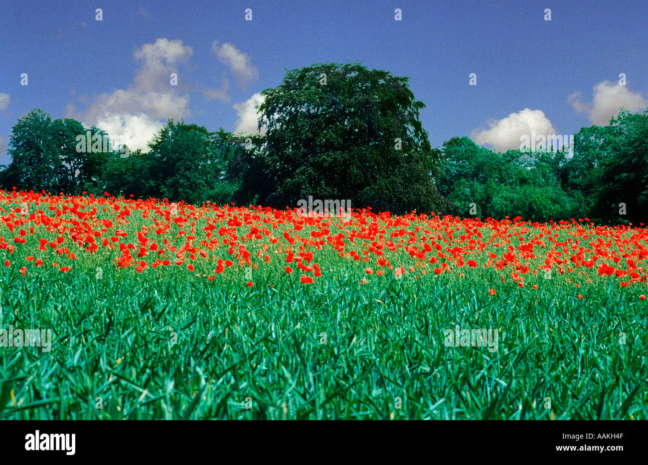 Field of poppies Stock Photo