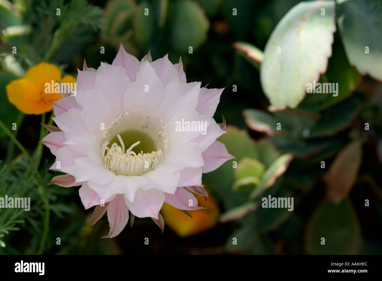 Arid Flowering Cacti Stock Photo - Alamy