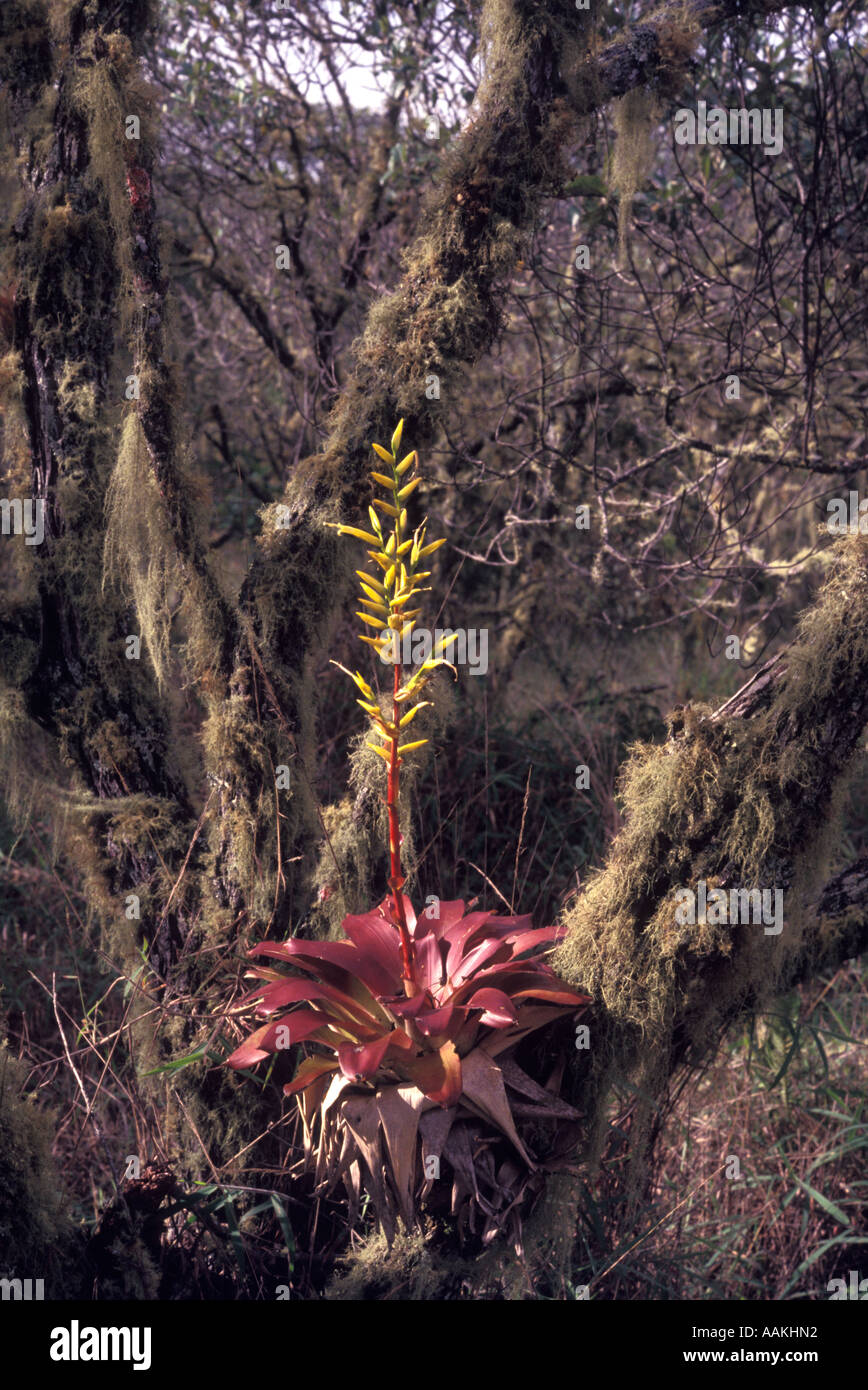 Vriesea rodigasiana or Tillandsia rodigasiana, bromeliad, Parque Florestal Ibitipoca ( Ibitipoca Florestal Park ) Brazil Stock Photo