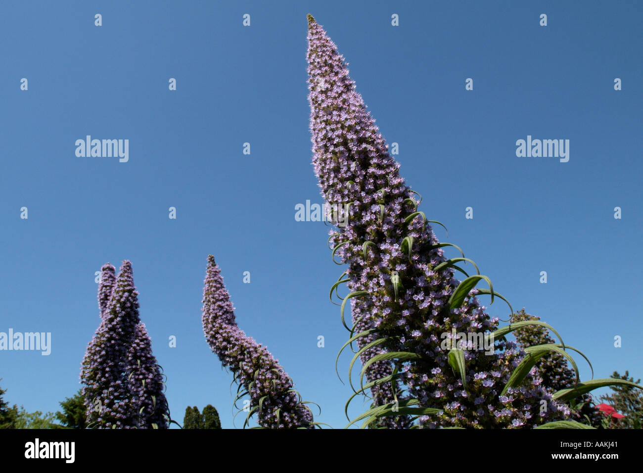 Flower reaching for the sky hi-res stock photography and images - Alamy