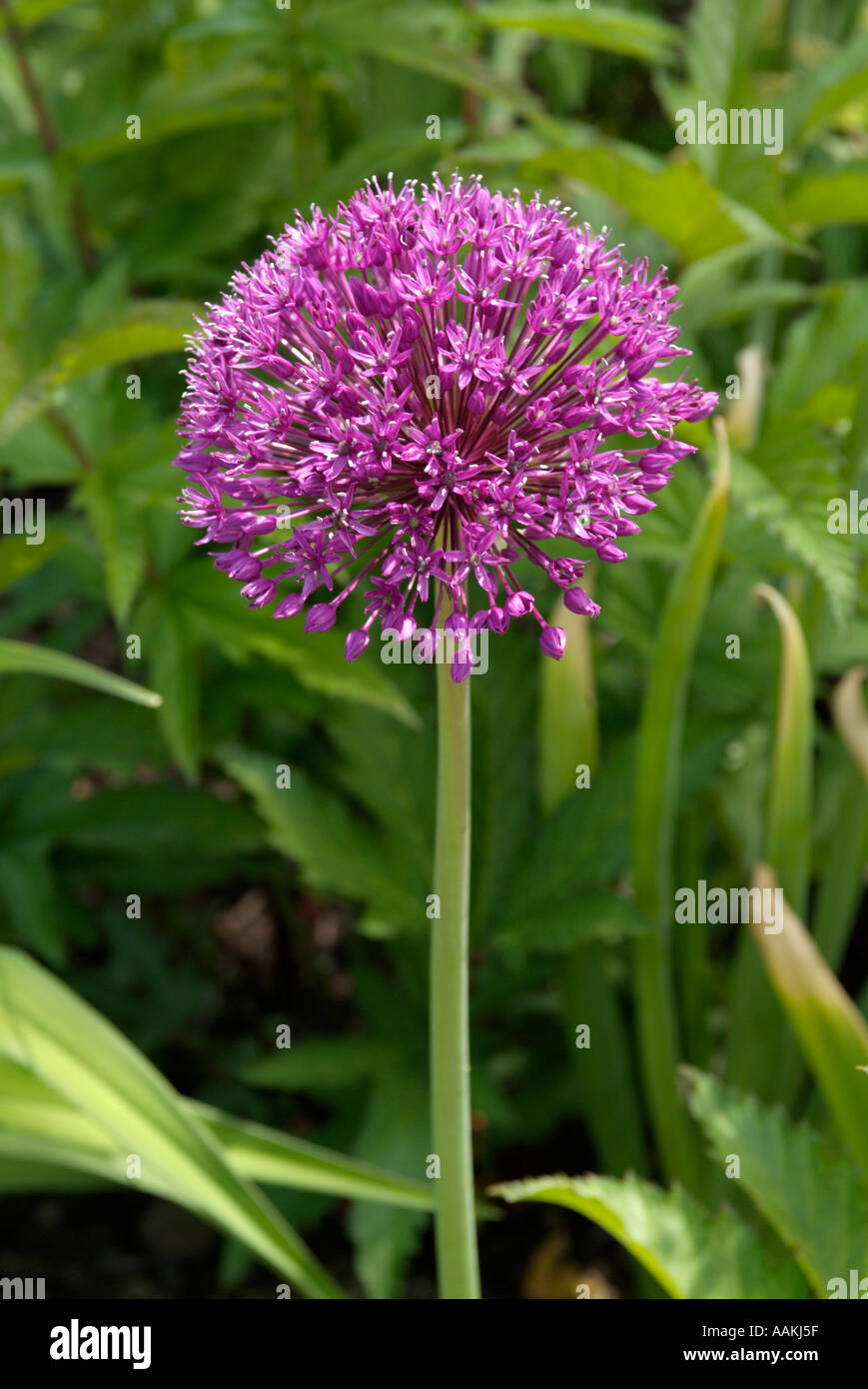 Puffball flower hires stock photography and images Alamy