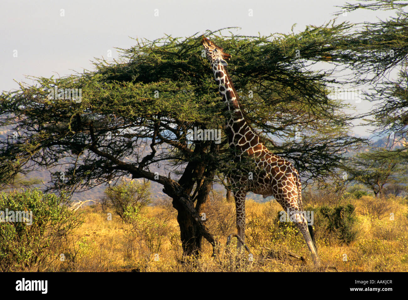 GIRAFFE Giraffa camelopardalis REACHING TOP OF TREE IN KENYA Stock Photo